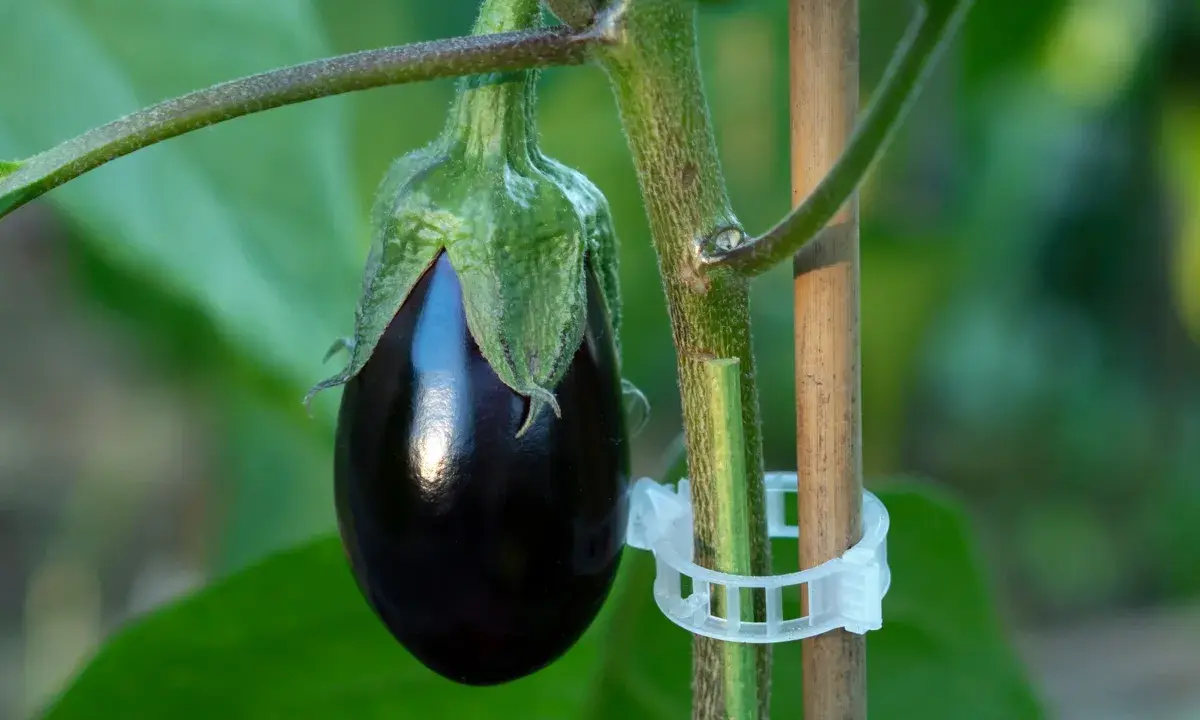 Une jeune aubergine, brillante et sombre, se développe sur sa tige. La culture aubergine est un art patient.