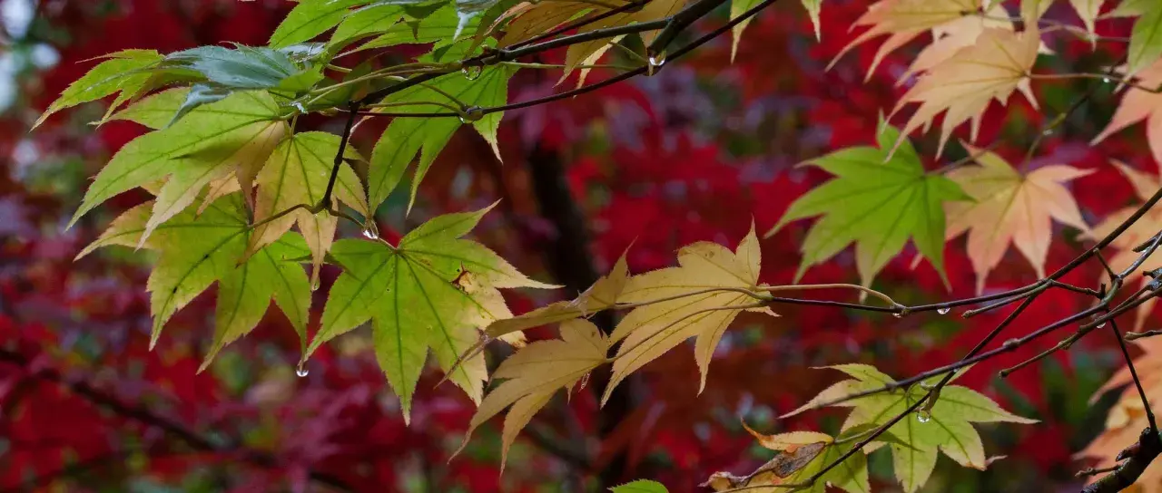 Feuilles d'érable du Japon, certaines vertes, d'autres jaunies, avec des gouttes d'eau. Le fond rouge suggère une maladie ou le début de l'automne.