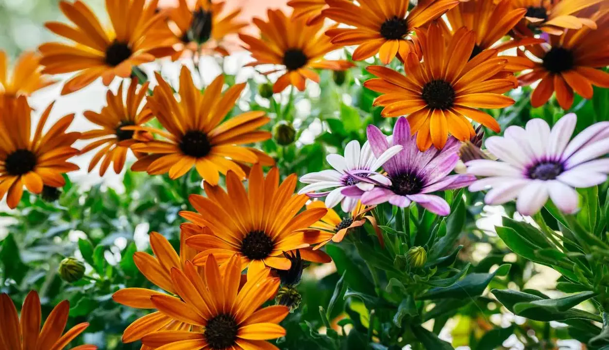 Magnifique **osteospermum floraison** aux teintes orangées et violettes, un spectacle de couleurs vives et de pétales délicats.