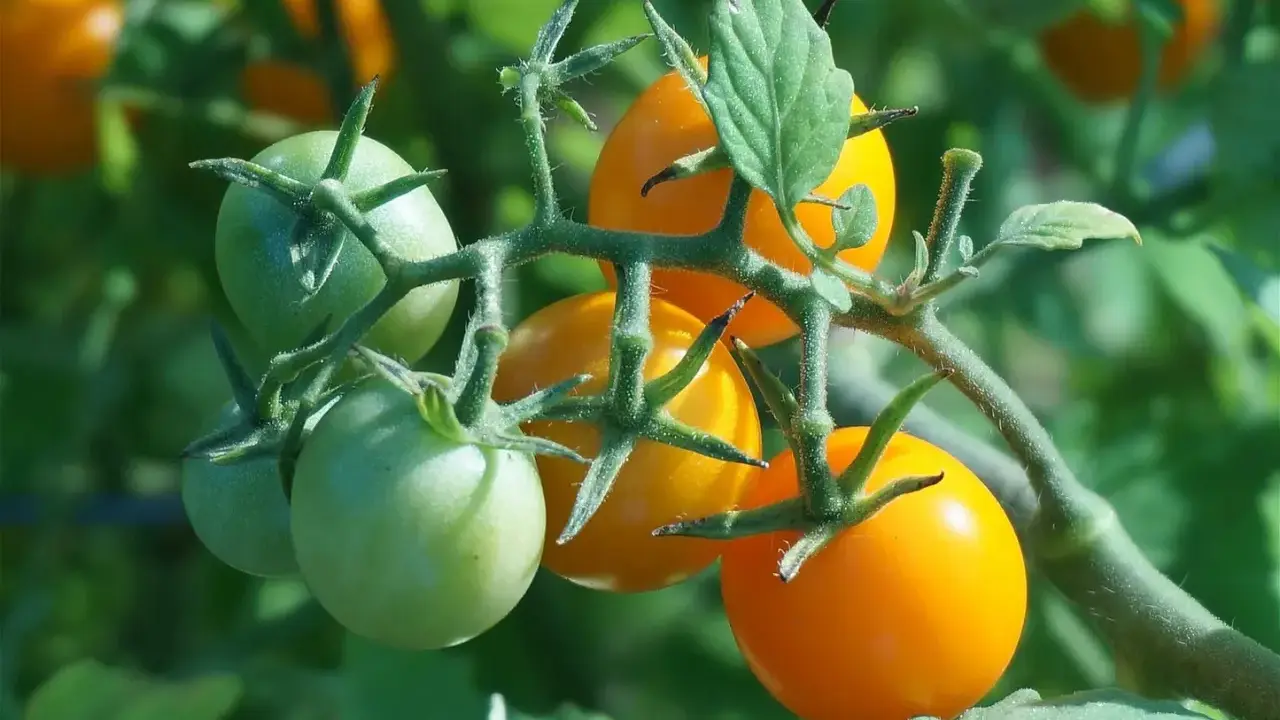 Tomates "Honey Moon" vertes et orangées sur leur tige, promettant une récolte savoureuse.