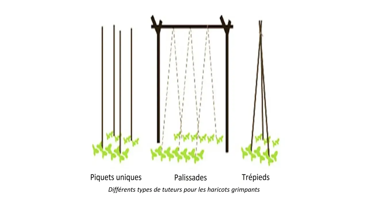Trois méthodes de tuteur haricot vert grimpant : piquets, palissades et trépieds.