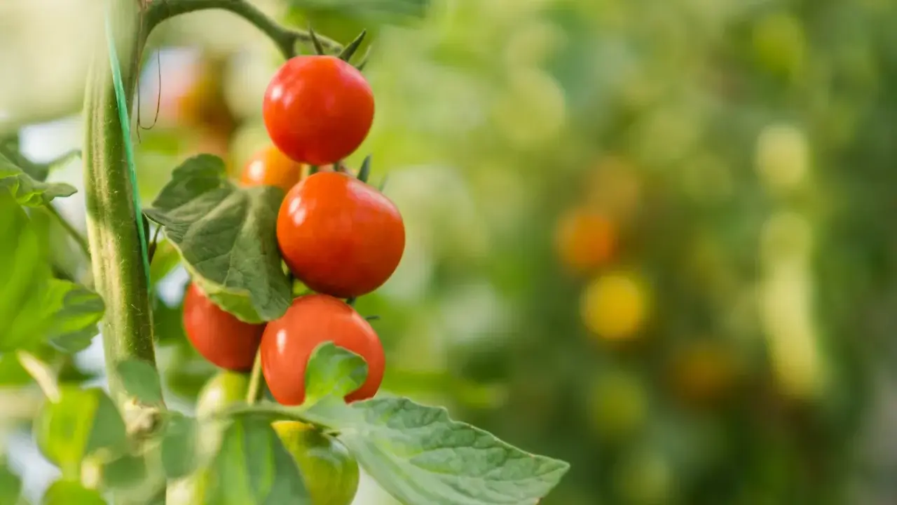 Tomates rouges mûres sur une branche. Pensez à quel légume ne pas planter à côté des tomates pour une récolte réussie.