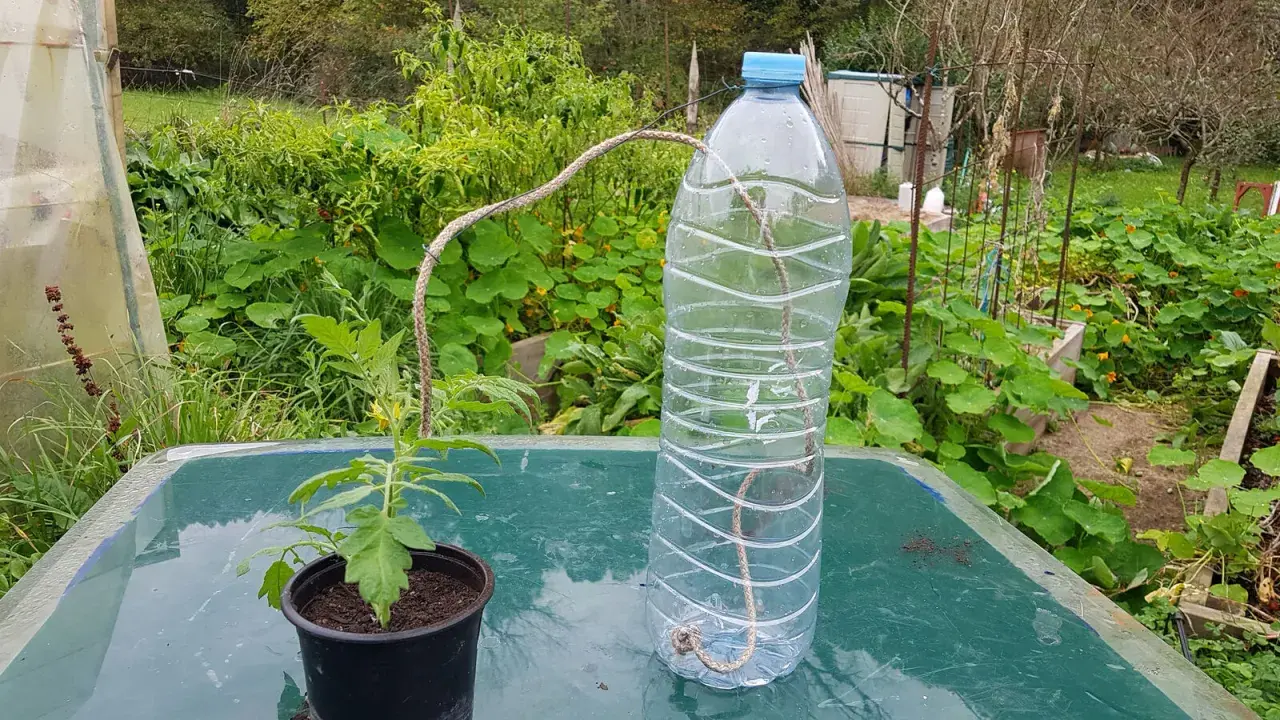 Système d'arrosage par capillarité avec une ficelle reliant une bouteille d'eau à un plant de tomate.
