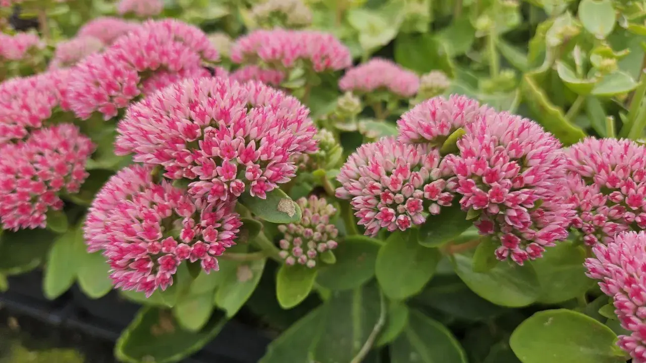 Gros plan sur des grappes de fleurs roses vives d'une plante couvre-sol qui adore le soleil. Les feuilles vertes épaisses sont visibles en arrière-plan.