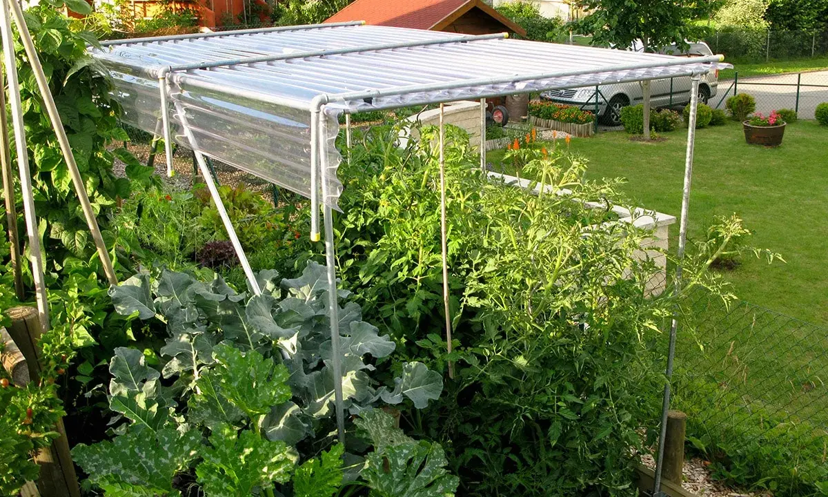 Un abri simple pour protéger vos tomates. Ce toit protège les plants des intempéries, idéal pour un jardin potager.