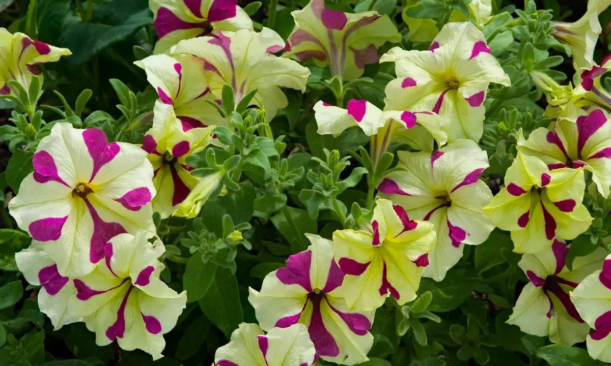 Petunias bicolores, crème et fuchsia, dans une jardinière, leurs pétales rayés évoquent des coups de pinceau artistiques.