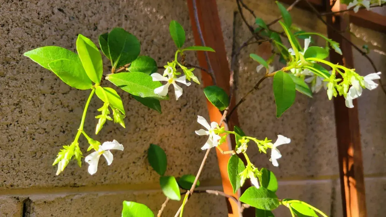 Des petites fleurs blanches éclosent sur une branche de jasmin d'hiver, grimpant le long d'un support en bois.