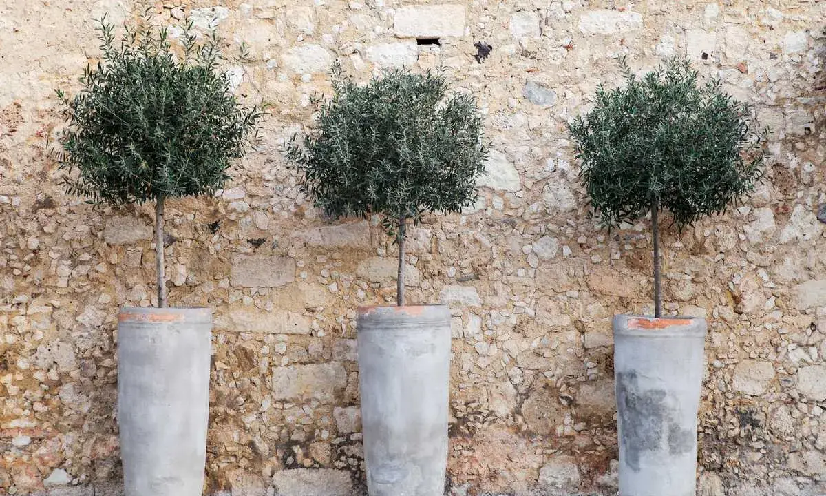 Trois oliviers taillés en boule dans des pots en béton devant un mur de pierres.