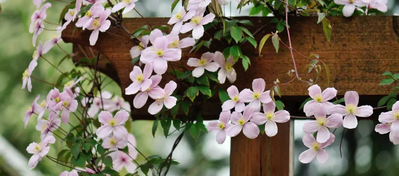 Une délicate plante grimpante aux fleurs roses pâles s'enroule autour d'une structure en bois.