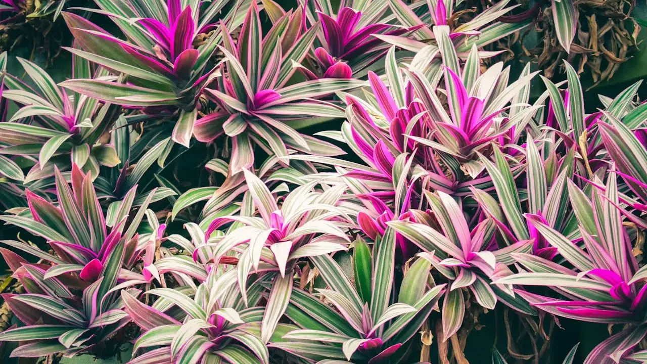 Un tapis de cordyline aux feuilles vertes et roses vibrantes, certaines feuilles sèches ajoutent une touche de contraste à cette végétation luxuriante.