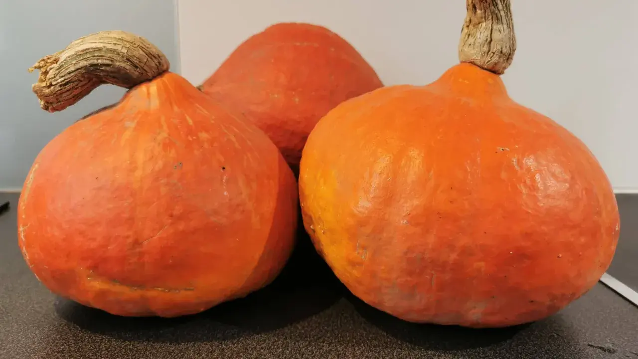 Trois courges orangées, peut-être pour illustrer la différence potiron et potimarron, avec leurs queues noueuses.