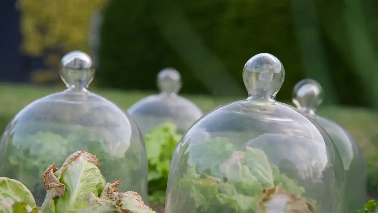 Salades protégées sous cloches de verre. Une limace noire, invisible, attend son heure pour festoyer.