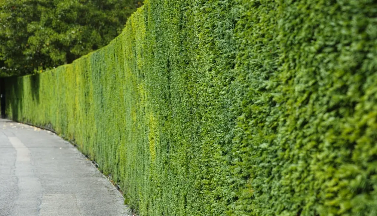 Haie verte et dense longeant un chemin. Idéal pour savoir quand planter une haie 4 saisons.