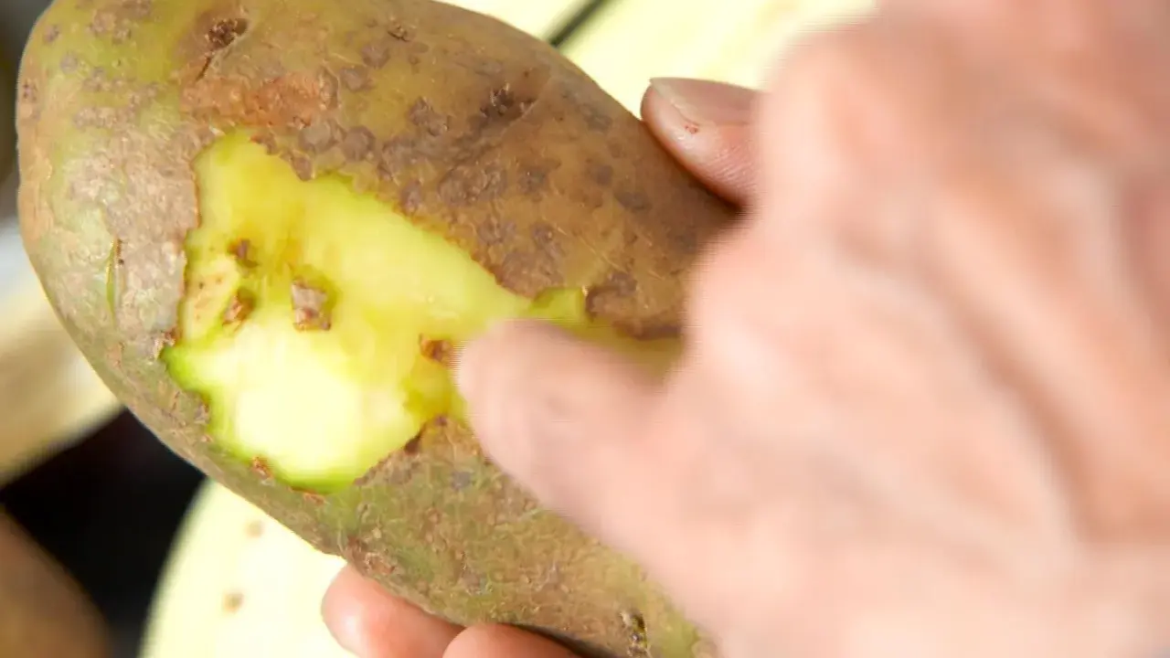 Une main touche une pomme de terre verte, révélant sa chair jaune vif sous la peau.