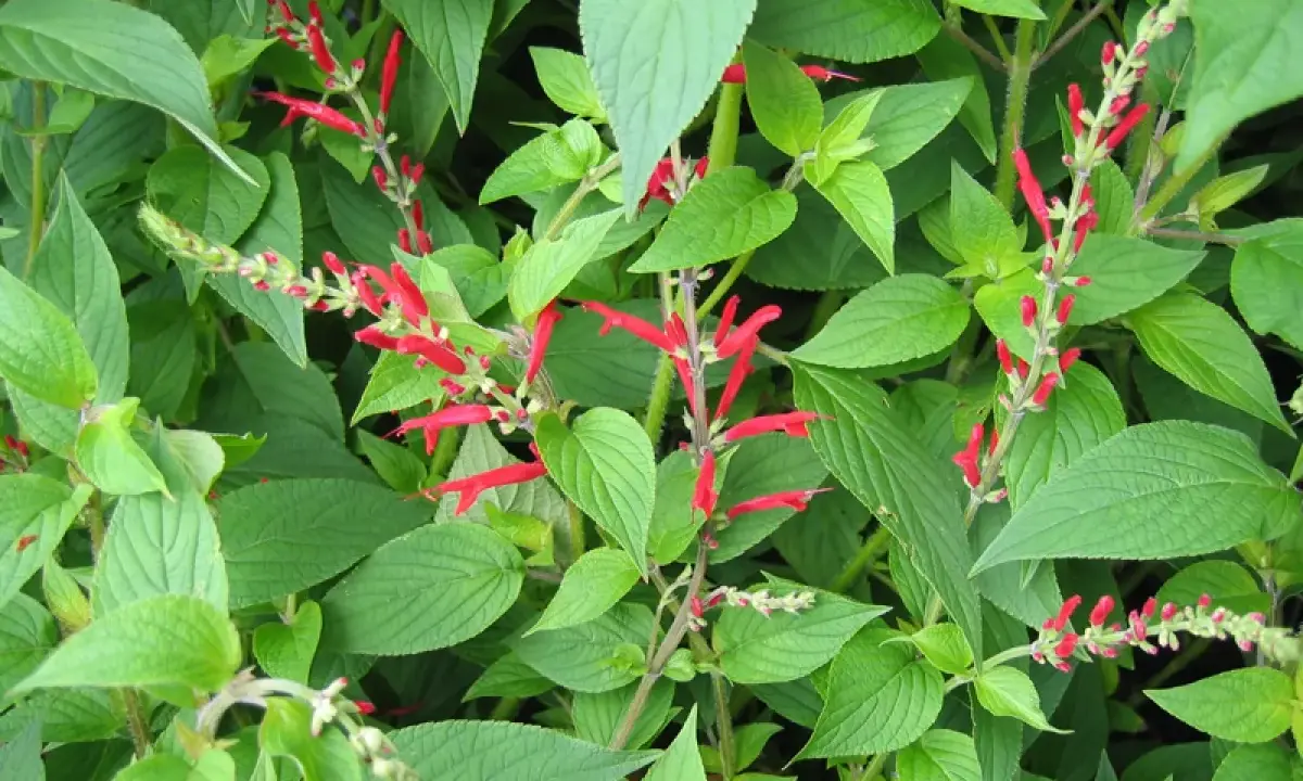 Plantes de sauge ananas aux fleurs rouges vives, avec des feuilles vertes luxuriantes.
