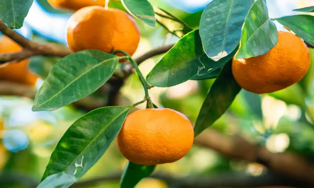 Un mandarinier en pot porte des fruits mûrs et des feuilles vertes luxuriantes, prêts à être cueillis.
