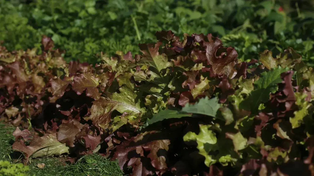 Feuilles de chene salade aux teintes rouges et vertes, fraîchement cueillies dans le potager.