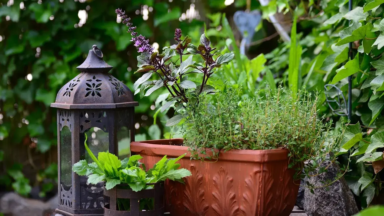 Lanterna décorative et plantes aromatiques, dont un thym citron, dans un jardin verdoyant.