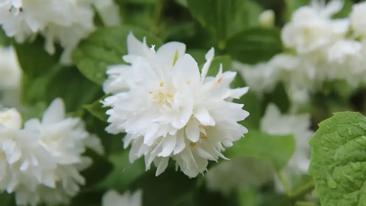Fleurs blanches et feuillage vert, une belle image pour savoir quand tailler un seringat après sa floraison.