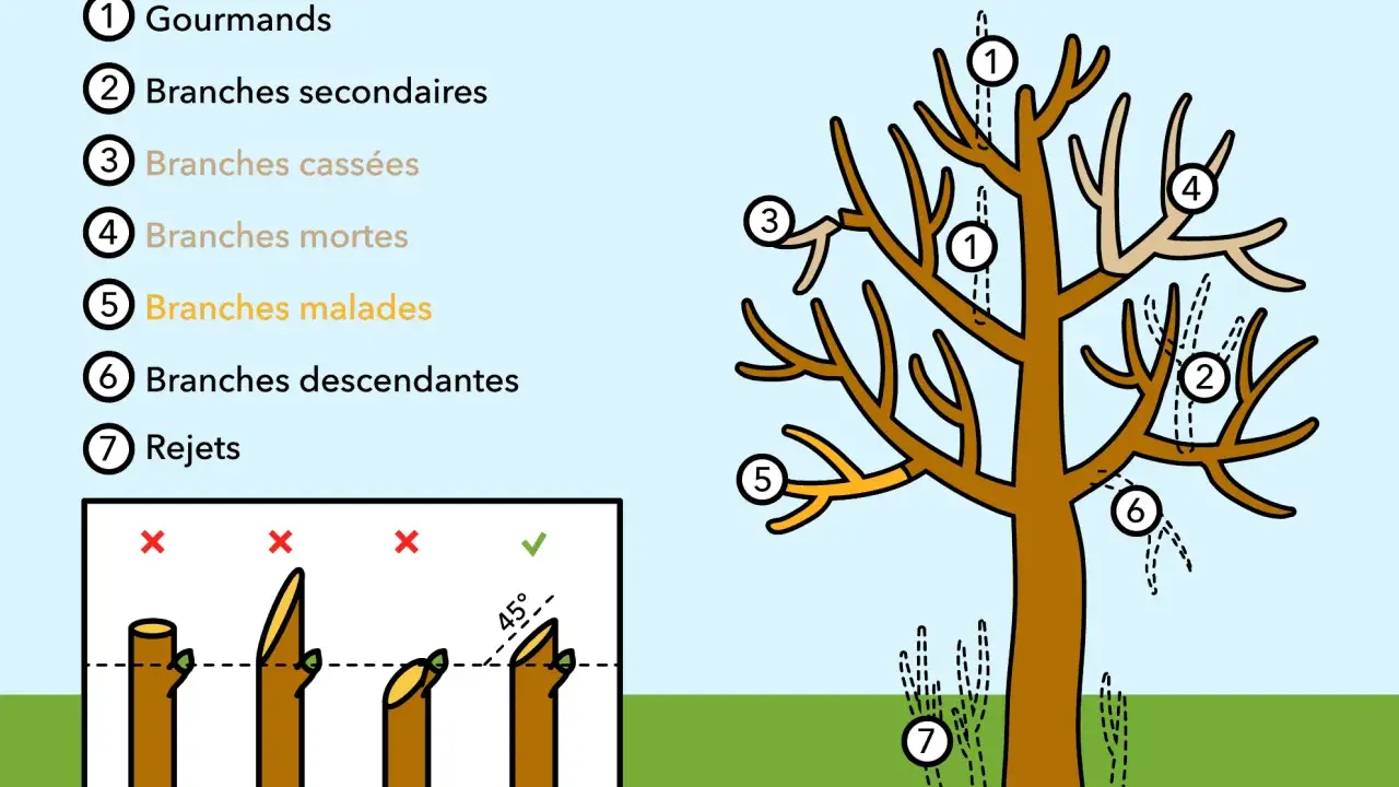 Illustration montrant quand tailler les arbres : gourmands, branches mortes, malades, cassées, secondaires, descendantes et rejets. Le bon angle de coupe est aussi expliqué.