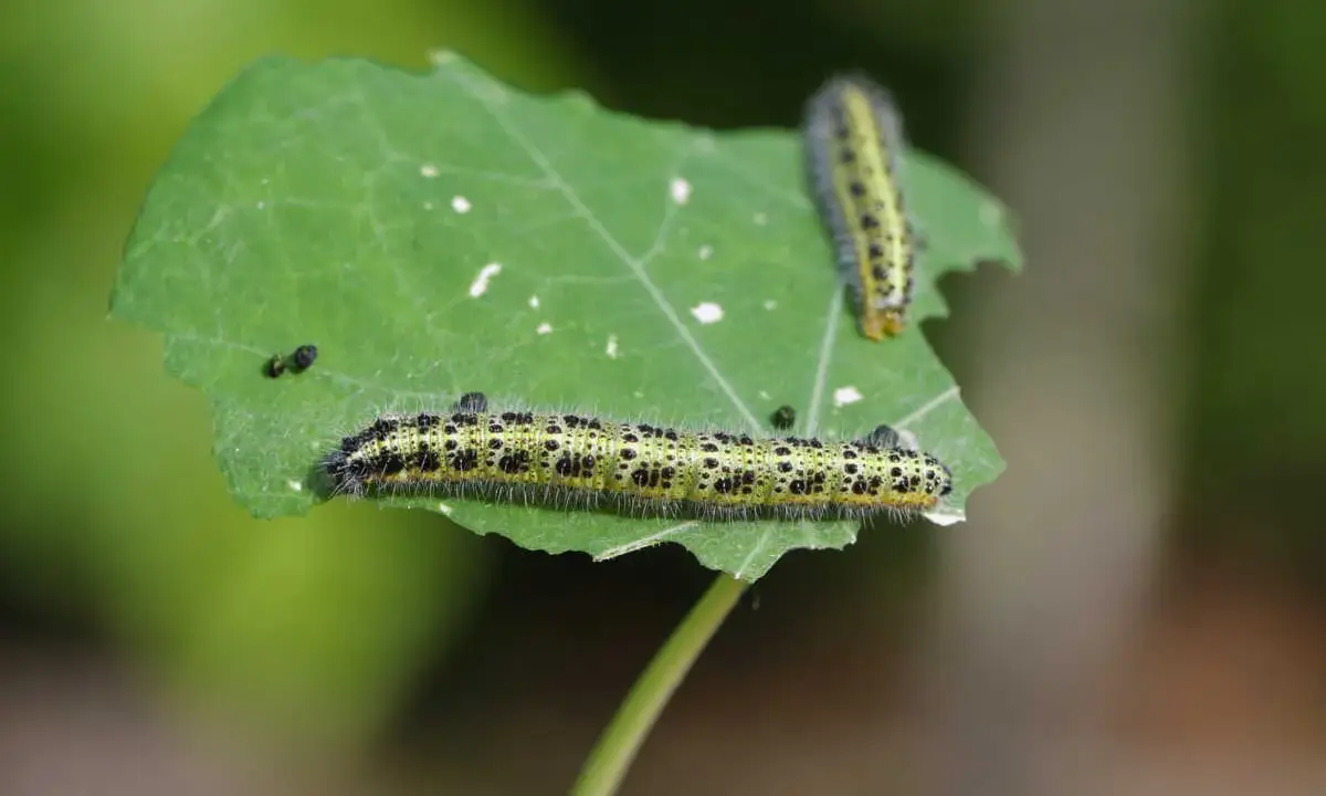 Deux petites chenilles vertes, poilues et tachetées de noir, grignotent une feuille.