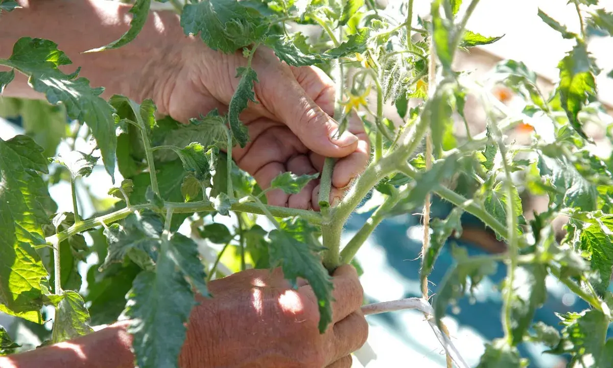 Mains expertes retirant un gourmand pour savoir comment tailler les tomates. Le soleil éclaire les feuilles vertes.