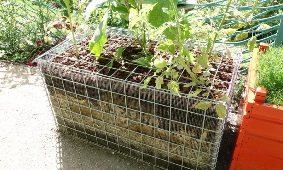 Jardinage innovant : culture sur botte de paille dans une structure métallique. Des plants de tomates poussent dans ce bac original.