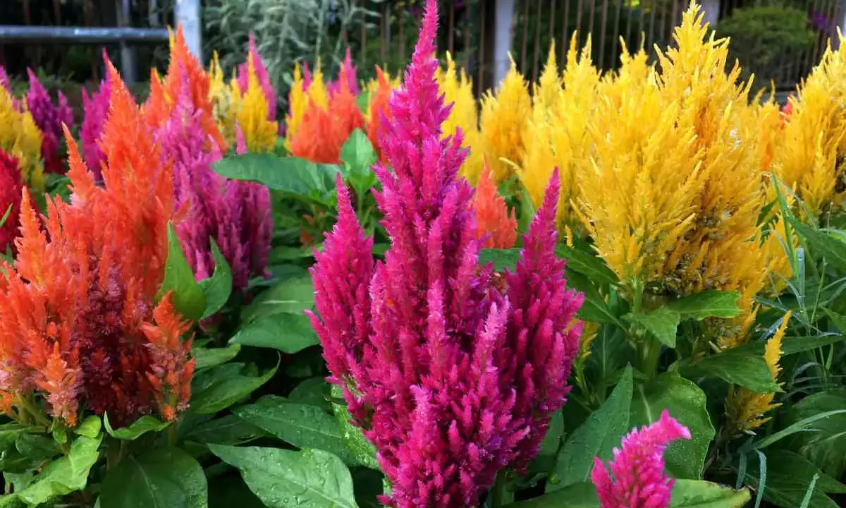 Un parterre de celosia extérieur aux couleurs vives : rose, orange et jaune. Les fleurs ressemblent à des plumes.