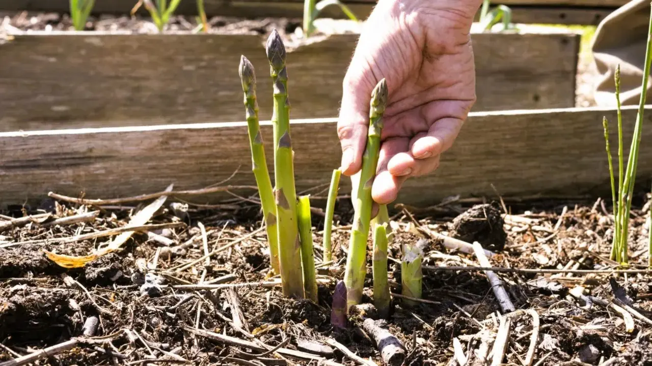 Main d'un jardinier récoltant des asperges vertes et violettes, signe d'une culture des asperges réussie.