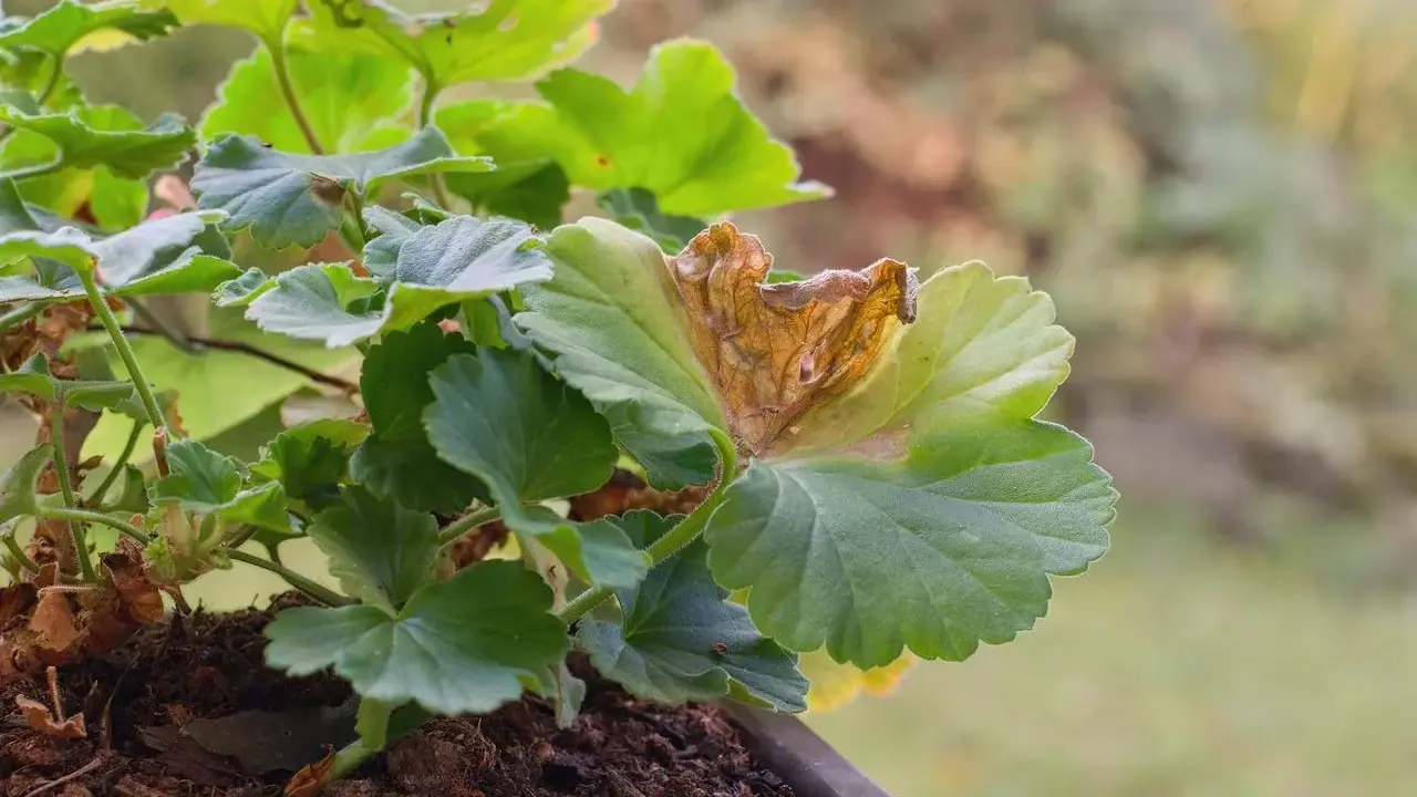 Géranium malade, une feuille brunie et sèche montre des signes de maladie.
