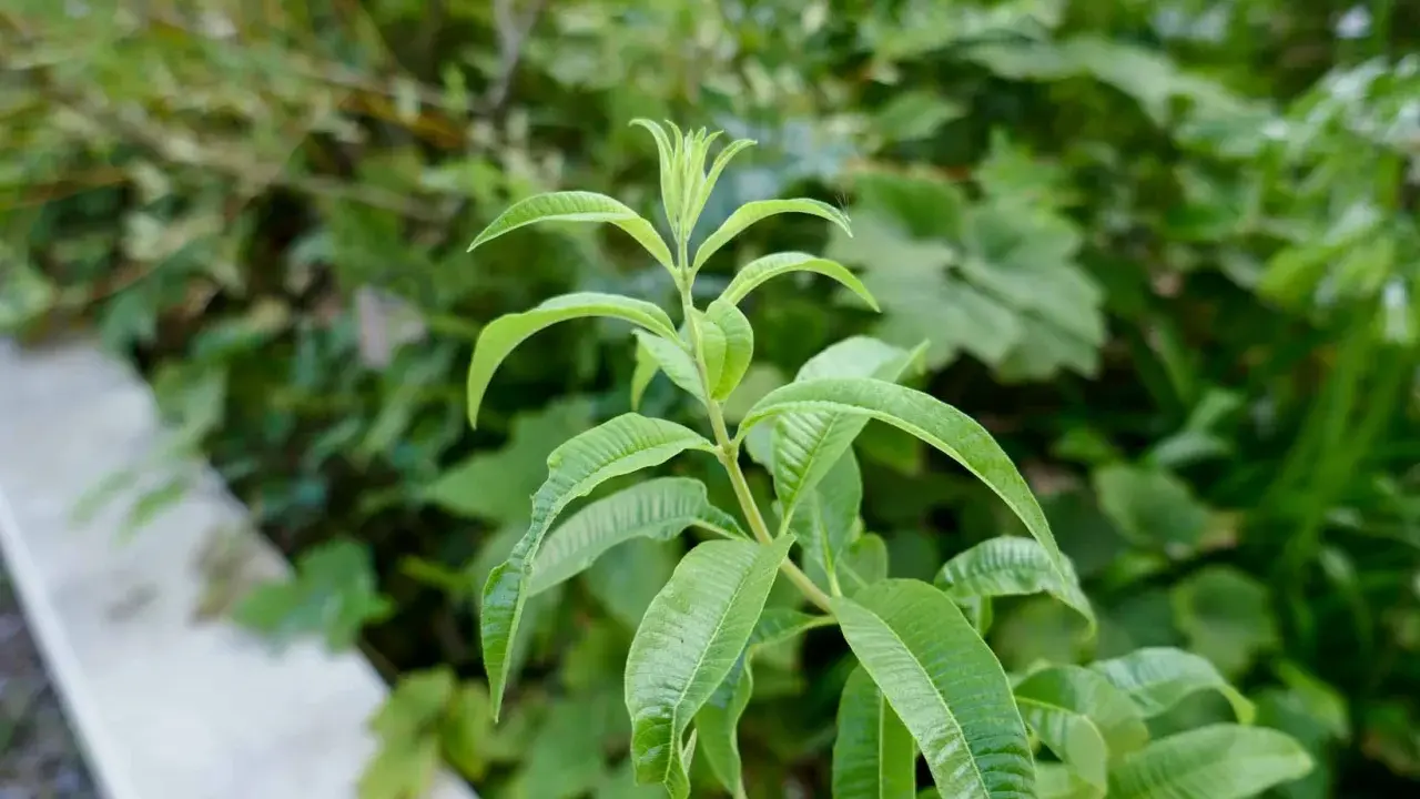 Tige de verveine citronnelle aux feuilles vertes vives, avec un léger flou en arrière-plan.