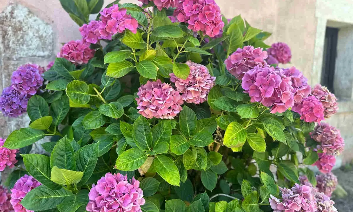 Gros plan sur des hortensias roses et violets luxuriants. Une belle idée de ce que planter avec des hortensias pour un jardin coloré.