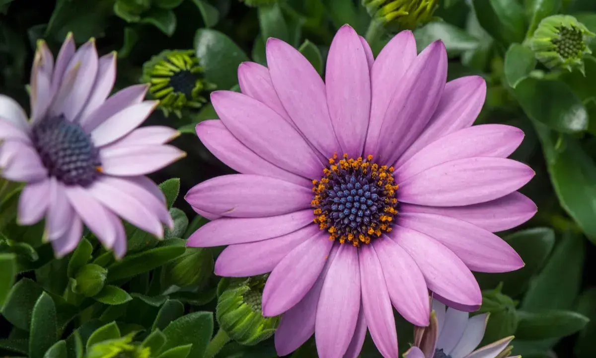 Gros plan d'une osteospermum fleur ressemblant à une marguerite, aux pétales violets et au cœur bleu et orange.