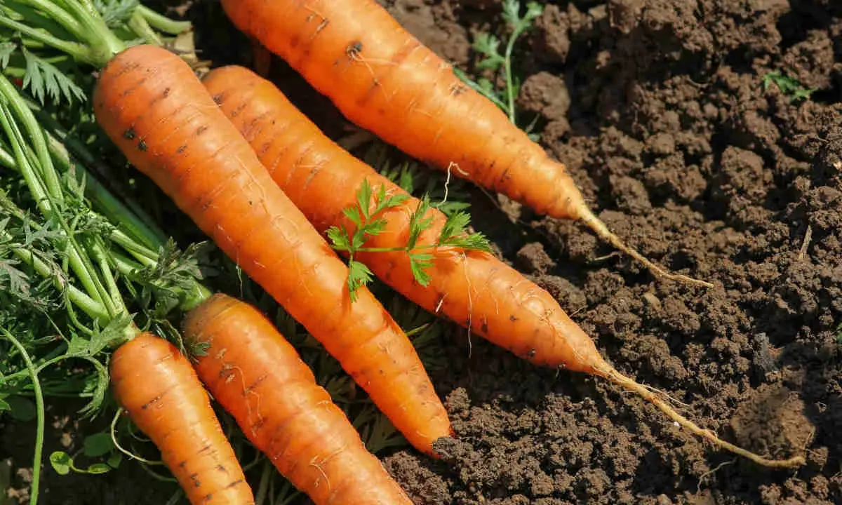 Carottes fraîchement récoltées, prêtes à être replantées. Le moment idéal pour savoir quand semer les carottes d'hiver.