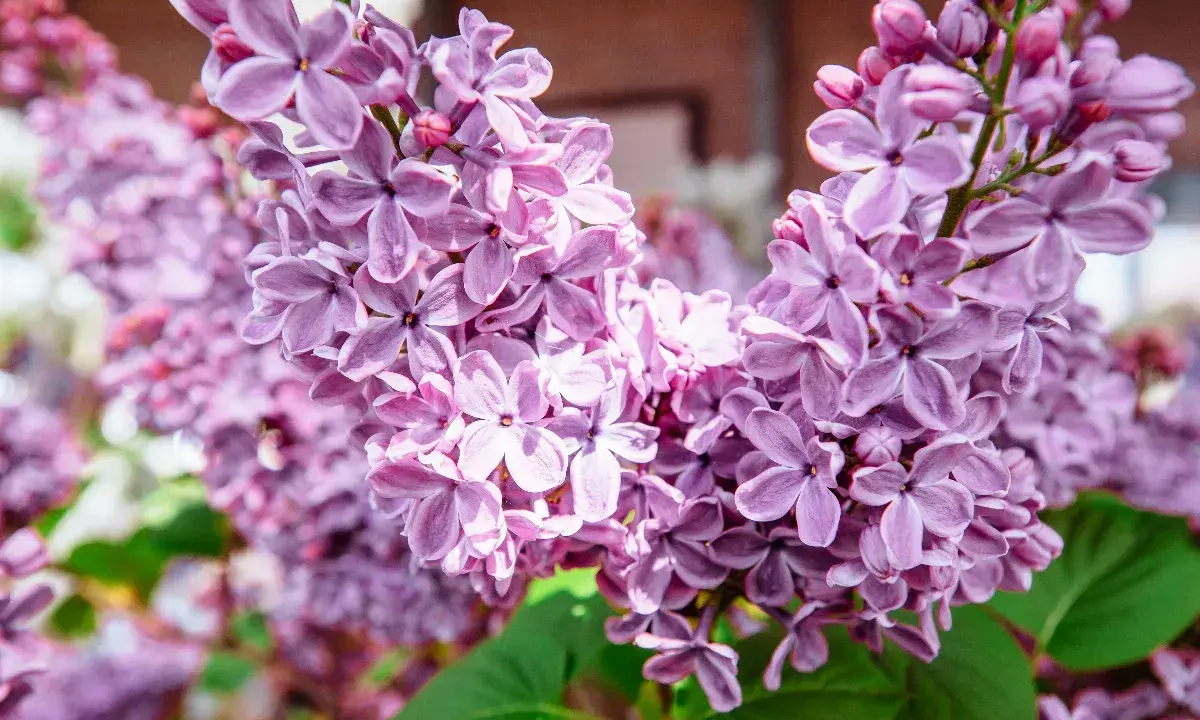 Gros plan sur des grappes de lilas en pot, leurs fleurs violettes délicates capturant la lumière du soleil.