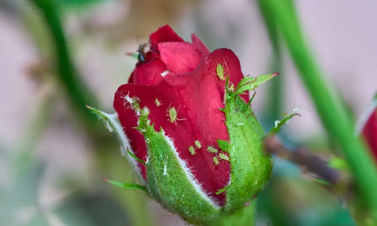 Un bouton de rose rouge envahi par des pucerons verts et blancs. Un puceron rouge est visible sur le pétale.