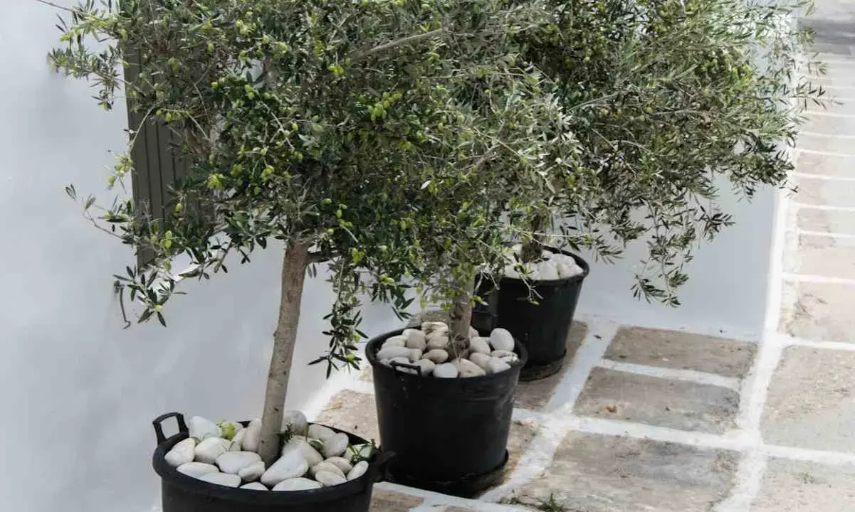 Trois oliviers en pot extérieur, ornés de galets blancs, apportent une touche méditerranéenne à un chemin pavé.