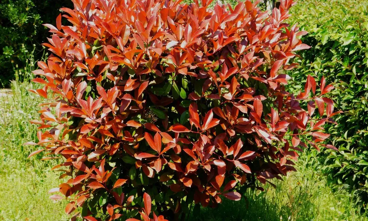 Gros plan sur un arbuste de photinia aux feuilles rouges vives, peut-être atteint d'une maladie.