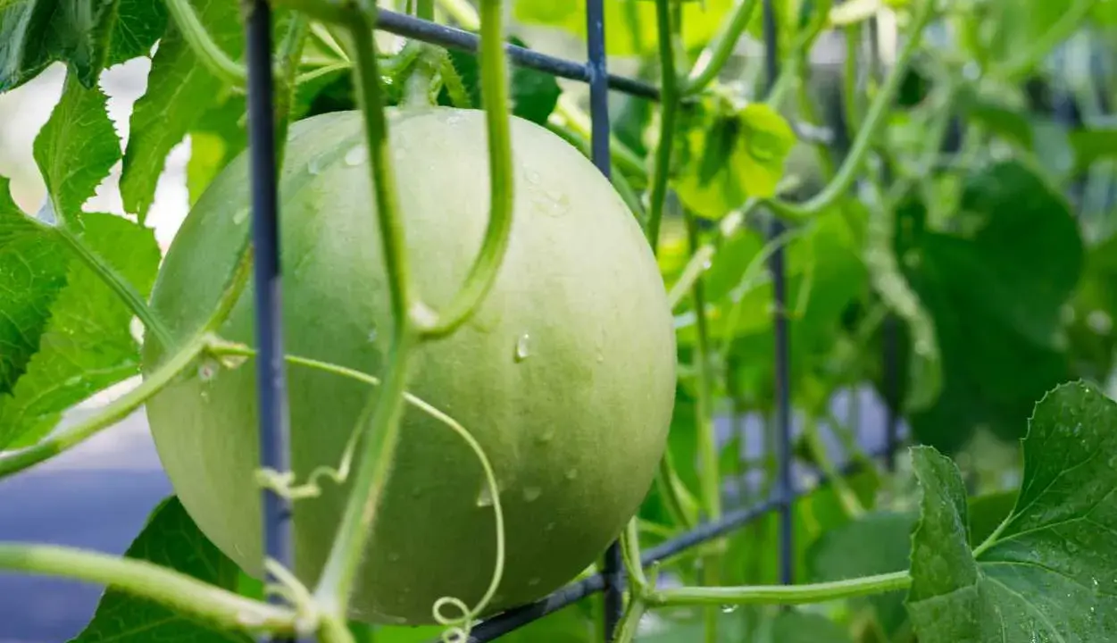 Un melon vert, encore jeune, s'accroche à un treillage. Les vrilles et les feuilles luxuriantes témoignent de la culture du melon grimpant.