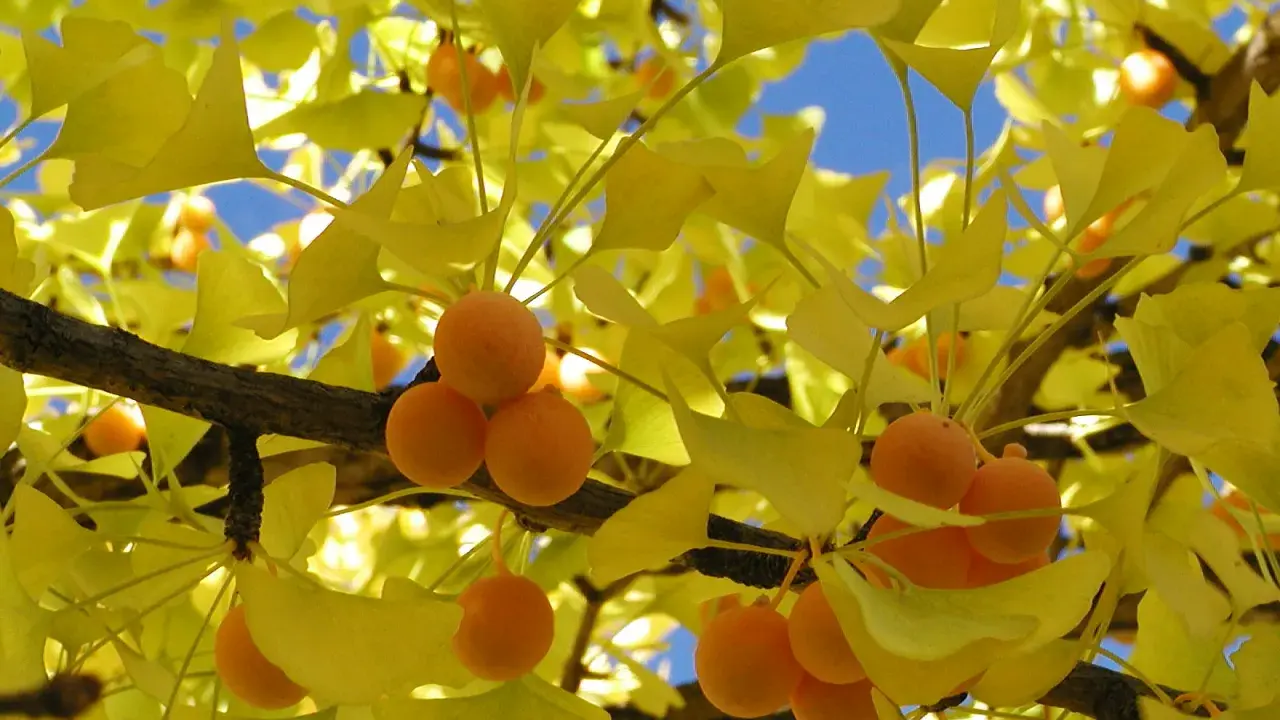 Ginkgo arbre en automne, ses feuilles d'un jaune éclatant et ses fruits orangés brillent sous le ciel bleu.