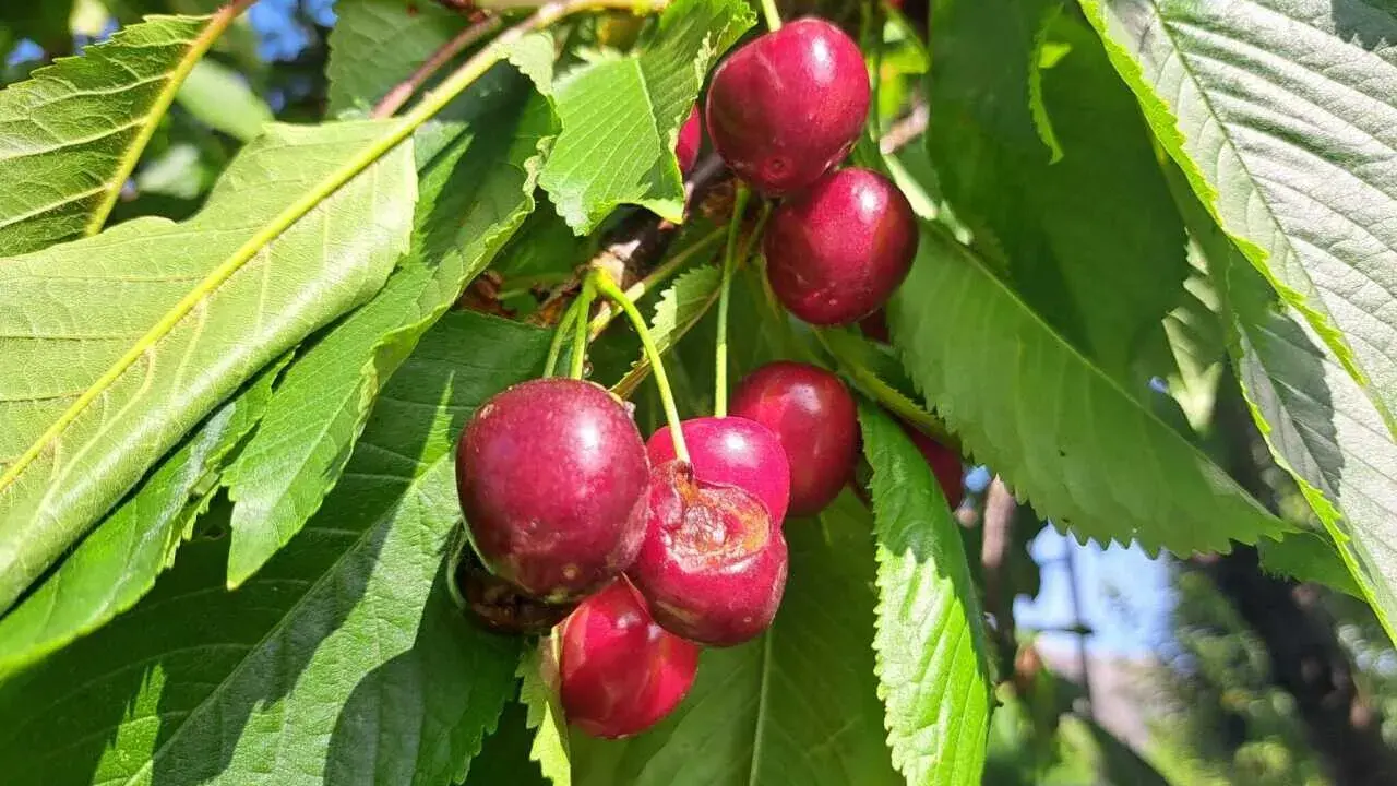 Des cerises rouges mûres sur une branche, certaines déjà grignotées par des vers dans les cerises.