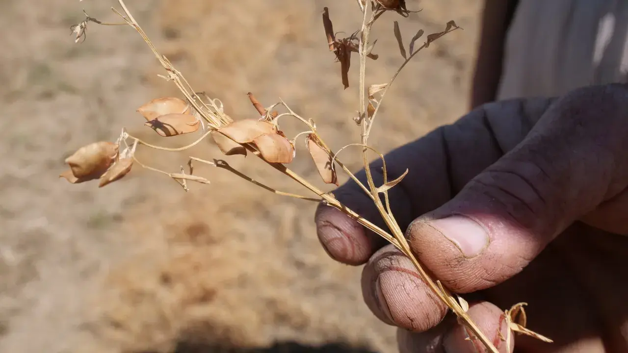 Main d'agriculteur tenant une tige sèche de lentilles, prête pour la récolte dans un champ.