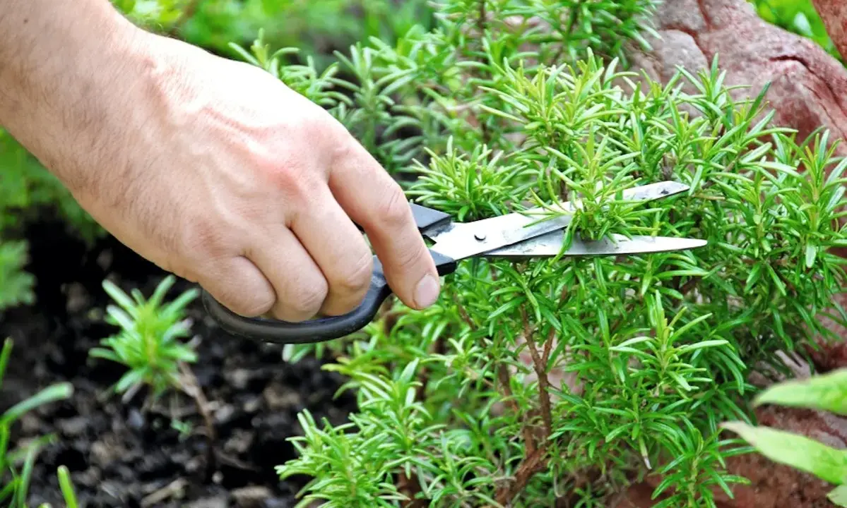 Une main coupe des branches de romarin rampant avec des ciseaux.