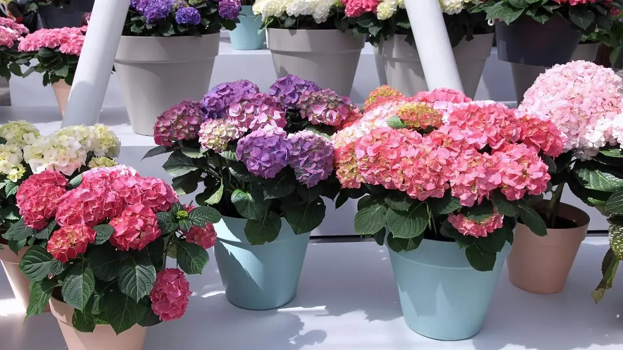 Des hortensias en pot extérieur aux couleurs vives : roses, violets et blancs. Ces magnifiques fleurs apportent une touche de gaieté.