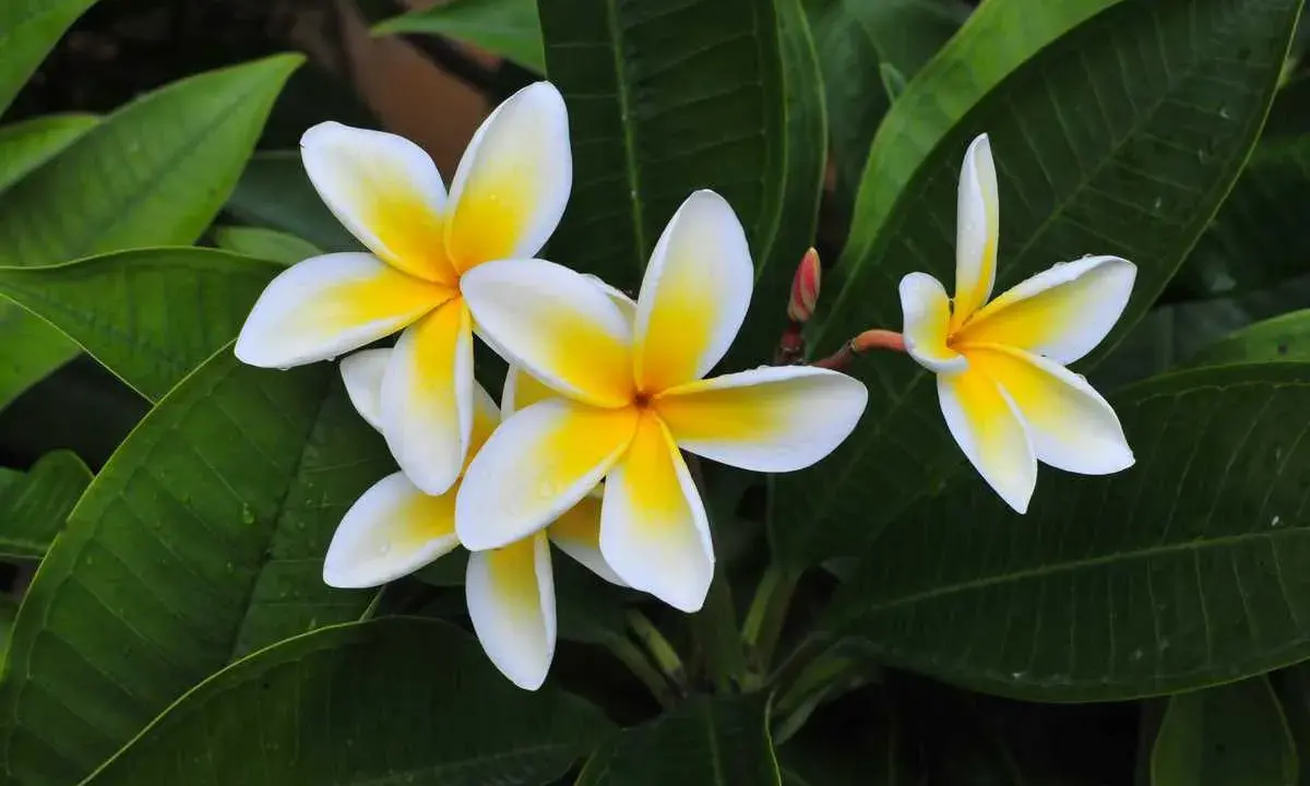 Un magnifique frangipanier en pot, ses fleurs blanches aux cœurs jaunes éclatants se déploient sur un fond de feuilles vertes luxuriantes.