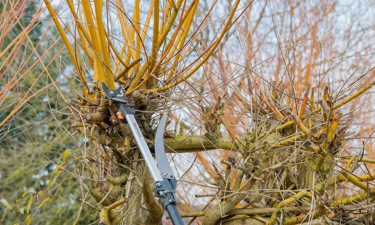 Sécateur et scie élagueuse en action pour la taille du bouleau. Les branches jaunes et fines sont coupées.