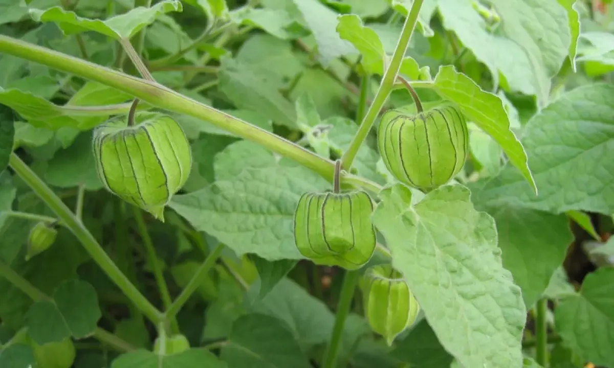 Coqueret du Pérou : des fruits verts, enfermés dans une lanterne de feuilles, poussent sur une plante luxuriante.