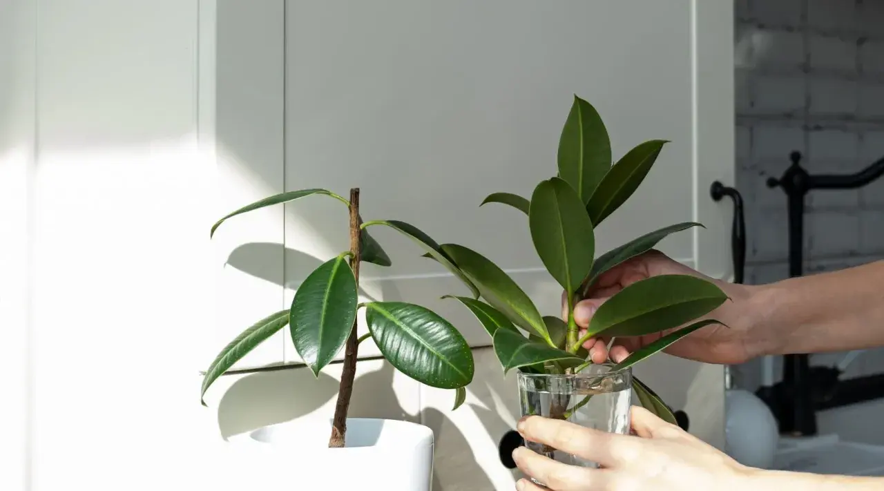 Une main place une bouture de ficus elastica dans un verre d'eau, prêt pour la taille et le bouturage.