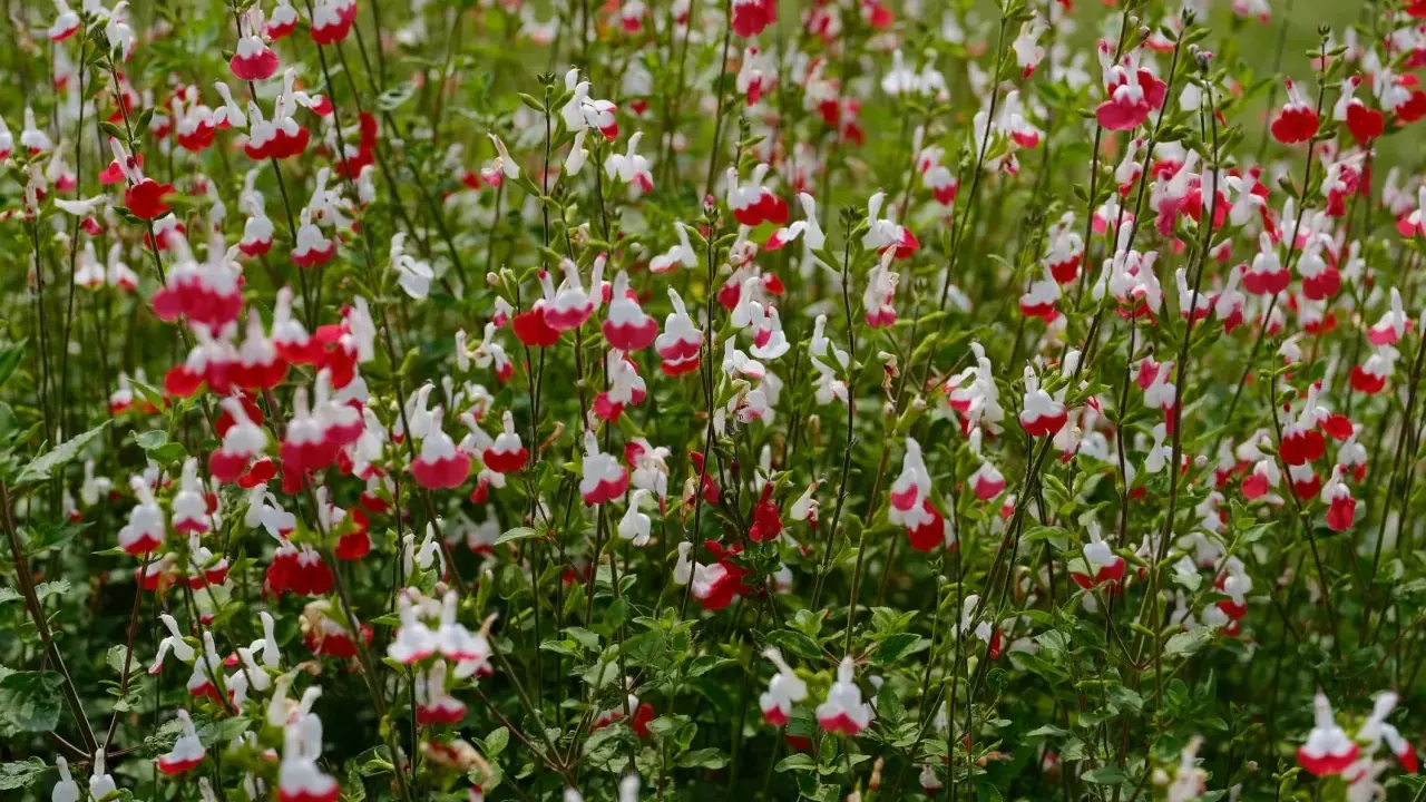 Un parterre de sauge arbustive aux fleurs bicolores rouge et blanc, évoquant de petites lèvres.