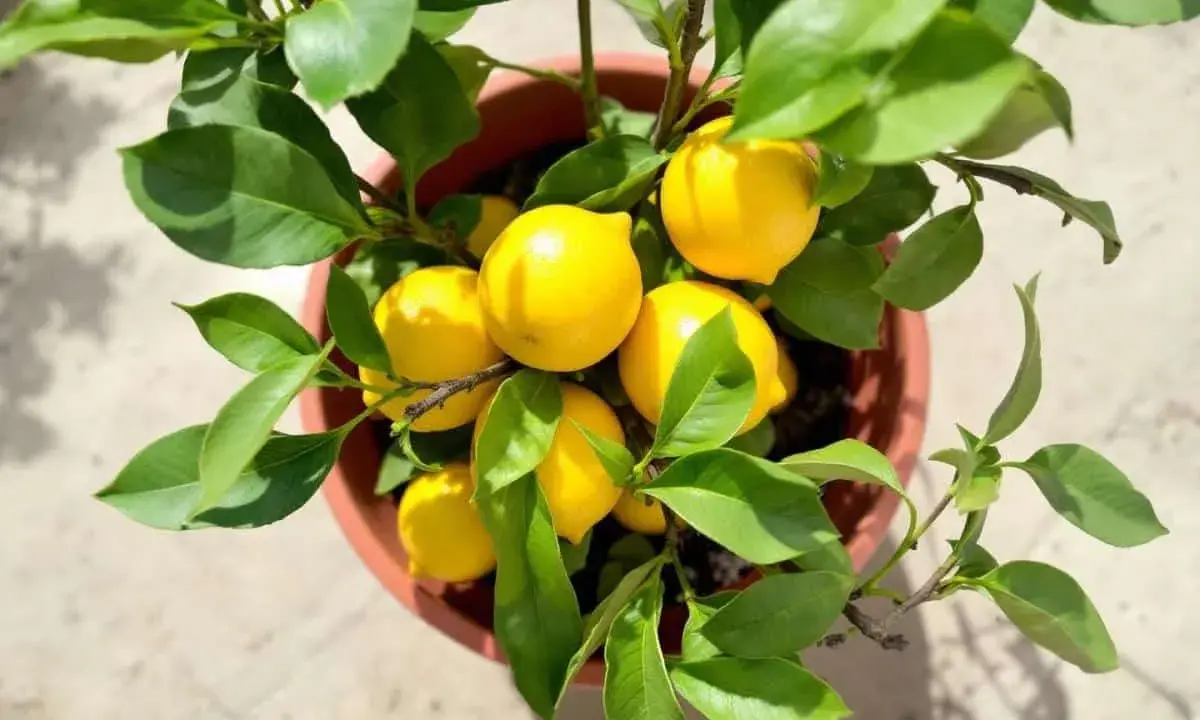Un citronnier en pot, chargé de fruits jaunes vifs. La taille du citronnier semble parfaite pour une récolte abondante.